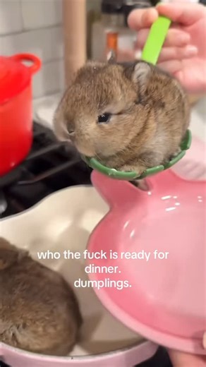 Bunnies of Day 💖 on Instagram: "Who’s ready for dins? Too cute 🍃 Send this to a bunny lover From: @redscum tiktok"