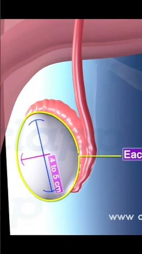 Male Reproductive Organ (3D Animation)