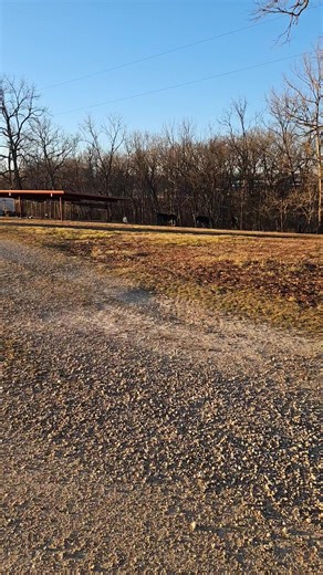 #honkytonk #thestreak #thereshegoes #highlandcow #nbsr