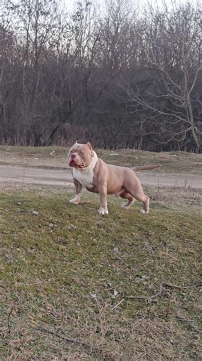 67K views · 4K reactions | Bigdogs Romania Kennel | Gavrilescu Big Dogs Romania | Facebook