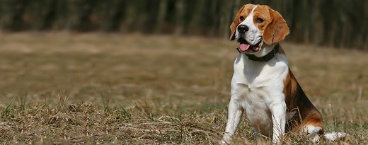 Harrier | Dog Breed Facts and Information - Wag! Dog Walking