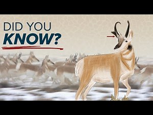 (Unique) Pronghorn Facts & Characteristics