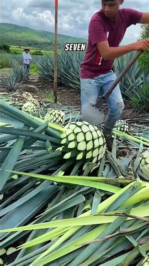 Splitting Open a Giant Agave Plant #satisfying #farming