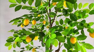 Warmplants Artificial Lemon Tree, 6ft Tall Fake Lemon Silk Plant with Basket, Faux Lemon Fruit Tree for Indoor Home Decor Office Living Room
