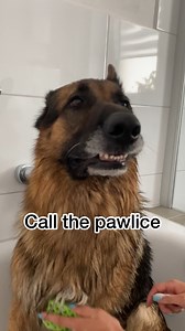German Shepherd gets a bath after his holiday - Strider gets a bath ~ 2 times a year with doggo shampoo. Other than that, he gets brushed weekly or just bathed with water when necessary. Most bath videos we post are older throwback videos or multiple videos that were filmed during one bathing session. So don't worry, I don't bathe him too often! This bath was necessary though after our vacation and all the swimming! 😂 * Note: we secured the lawn mower blade / separated it by a rubber wall so he