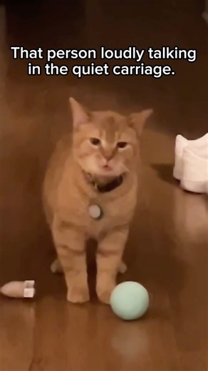 25K views · 105 reactions | Shhh, the quiet carriage is for inside voices only. 狼 | Queensland Rail | Facebook