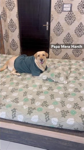 Mimi Ko Apna Hanth Pillow Ke Andar Chupana Bhot Pasandh Hai #cutedog #labrador #dog #shorts