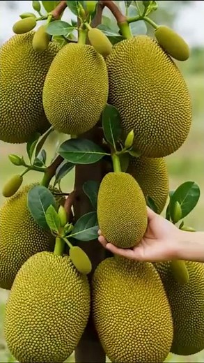 Jackfruit Growing Tips You NEED to Know!