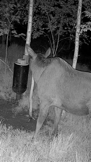Midnight Moose Encounter