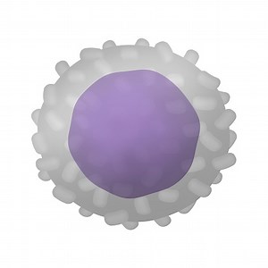 The shape of the t-lymphocytes.