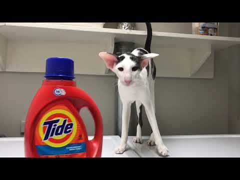 I have the cutest honk when I want something!