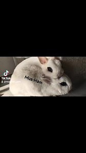 Hotot dwarf breeder pair 03455927244 #bunnies #pets #rabbit #hototdwarf | Mus-Ham Pets | Facebook
