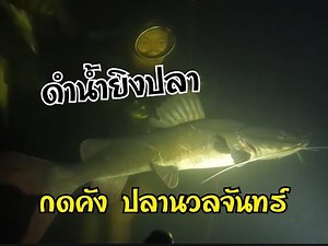 Catfish, Nuanchan Yai, diving to shoot fish. Dog again.