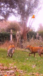 Spring is looking for a mate! 😍 She has been advertising her receptiveness by scent-marking frequently in her own territory as well as when roaming in the neighbouring area. She has multiple admirers and it will be up to her if she chooses one or more of them to mate with. The first admirer who courted her is an inexperienced juvenile fox with a striking black chest. I noticed him at the cemetery shadowing her from a distance for many days. She tolerated him and for a short while, the union loo