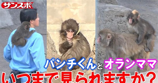 【パンチくん】群れ入れから2カ月…〝オランママ離れ〟の予想を聞いてみた