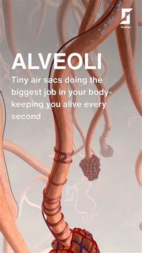 BIO SCOOLYA © | Learn Biology 💚 | Alveoli are tiny air-filled sacs at the ends of the smallest airways in the lungs. Humans have about 300 million alveoli, which together... | Instagram