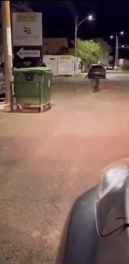 Pigs Walking in an Urban Street at Night