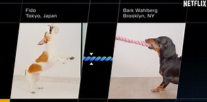 43K views · 827 reactions | In the future, dogs may use the internet to meet pups from around the world — and even challenge them to play tug-of-war. The Future Of is now streaming. | Netflix | Facebook