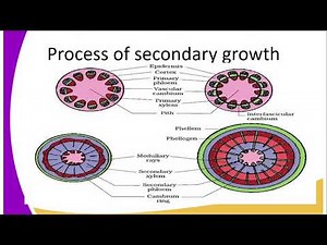 FORM 3 BIOLOGY LESSON 36 SECONDARY GROWTH