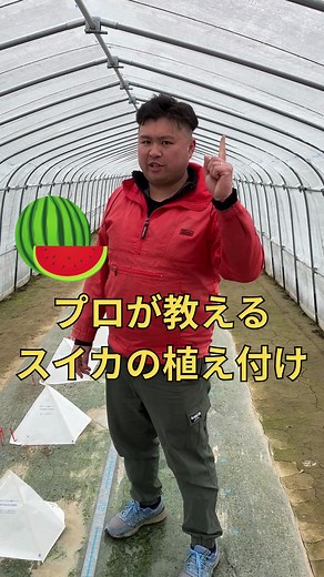 プロが教えるスイカの植え付けのコツ