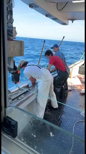 #grandbanks #halibutfishing #longlinefishing