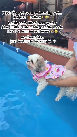 #shorts I think my dog is a swimmer in her past life