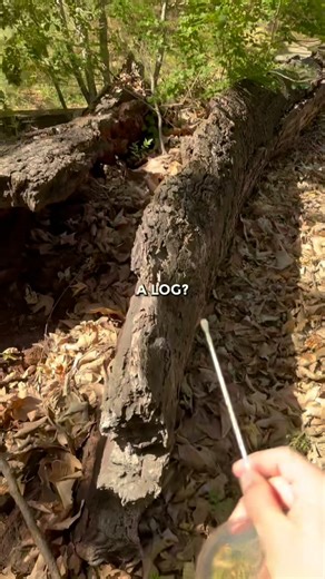 bacteria tests on Instagram: "bacteria test on a LOG 🪵🦠"