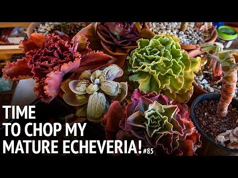 #85 Propagating mature echeveria from START to FINISH!