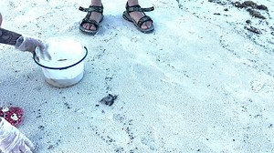 81K views · 58 reactions | Collier County, Florida on Reels | Facebook