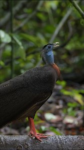 The rainforest around Borneo Rainforest Lodge is home to thousands of species, many found nowhere else on Earth. Every leaf, insect, and bird contributes to a complex and thriving ecosystem. Here, biodiversity isn’t just something you read about, it’s something you experience firsthand. #BorneoRainforestLodge #BRLDanumValley #BorneoNature #Nature #EcoTravel | Borneo Rainforest Lodge, Danum Valley