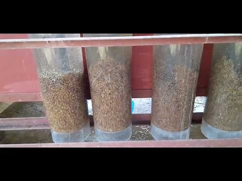 Incubation Of Tilapia Eggs [ Egg Collecting Tilapia Part III ]