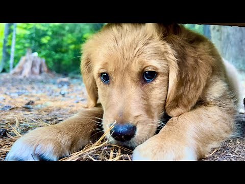 Solo Camping With My Golden Retriever PUPPY On a MOUNTAIN LAKE | Backpack | Camp | Fish