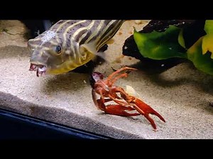 Fahaka puffer eating crayfish