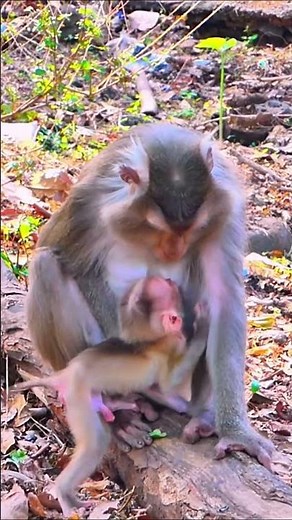 Monkey species: The mother monkey gently refused to nurse her baby monkey.