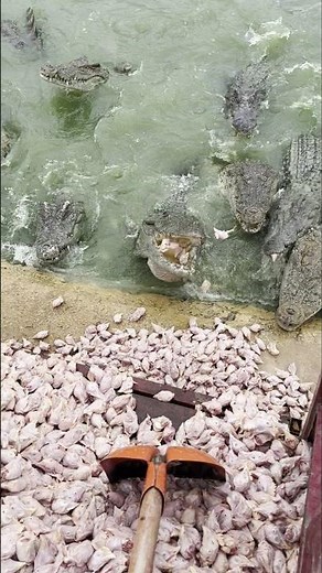 Close-Up: Farmer Feeds Crocodiles with Truckload of Chicken Heads 👀