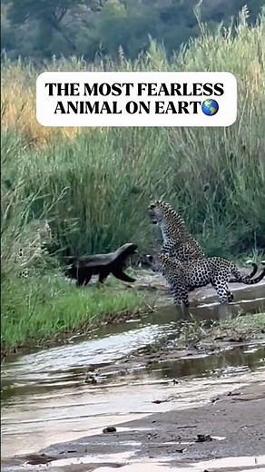 🔥 The Fearless Honey Badger: Nature’s Toughest Survivor!