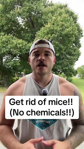 Effective Ways to Get Rid of Mice in Your Home