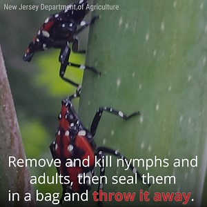 13K views · 99 reactions | According to Philadelphia Parks & Recreation, the hideous/beautiful spotted lanternfly has been identified in four locations in the city's parks. https://bit.ly/2OgIBRq | This Is Philly | Facebook