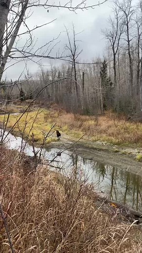 Grouse Hunting in Alberta: A Beautiful Morning Solo Adventure