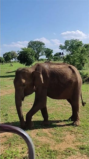 Dancing Elephant in Sri Lanka | Amazing Elephant Clip #placebound #dancingelephant #srilankatourism