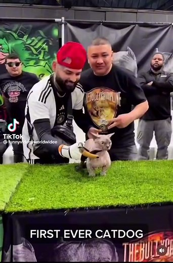 Cat-Dog Hybrid: Exploring the Possibility of Cross-Breeding Cats and Dogs