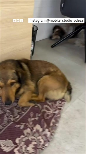 297K views · 15K reactions | For the stray dogs impacted by the Ukraine war, a small electronics shop in Odesa provides a place of refuge.  Hear about what it takes to evacuate animals from a war zone: https://bbc.in/3Kh4McF | BBC World Service | Facebook