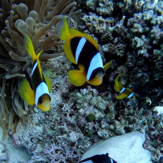 found nemo and his Family #diving #redsea #marinelife #ocean #fish #sea