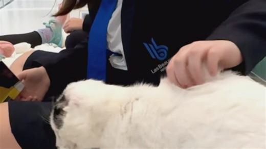 Students read to rescued cats