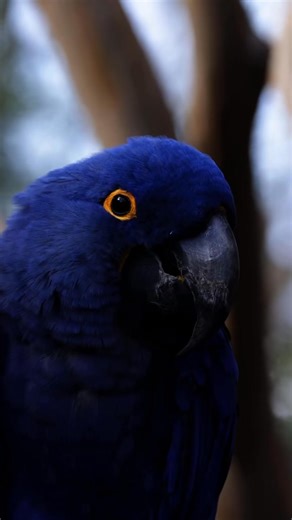 36K views · 1.1K reactions | The Fort Worth Zoo is #1 again!  We recently received the 2025 Texas Travel Award for Best Statewide Zoo/Aquarium! This award program celebrates top destinations and experiences across Texas. Whether it was our breathtaking animals, naturalistic habitats or dedication to conservation that pushed us to the top, we are proud to be named #1! Thank you to all of our members, staff and guests for helping us reach for the stars! 朗 | Fort Worth Zoo | Facebook