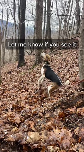 What's Hidden in the Tree? Exploring with Houndsmen