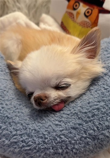 Sound ON for loud senior dog snores 😴 We didn’t know if he’d survive his recent health scare, but he pulled trough 💪 Every deep snore means he’s still here with us and going strong 💪 Our tiny but mighty little man 🥰