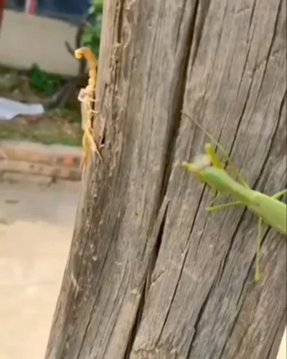 7.2K views · 11 reactions | Praying Mantis vs Scorpion | Shujaa Nelson Matoke | Facebook
