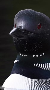 Common loons in Maine #nature #birds | Harry Collins Photography