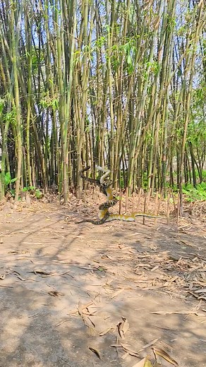 22M views · 1.1M reactions | Aaj Somwar hai  #bhakti #mahadev #magic #editing #trending #krishnavfx | Krishna Vfx | Facebook